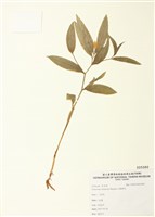 藏品(山寶鐸花)的圖片